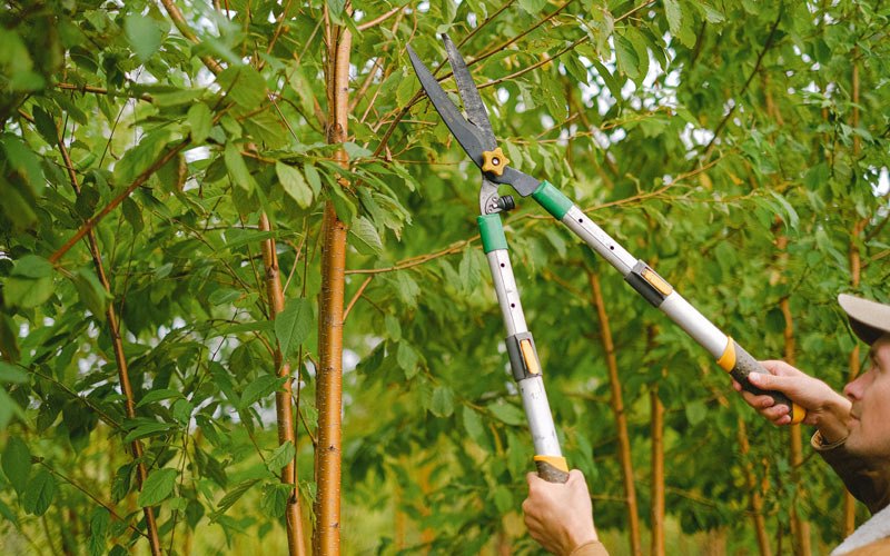 Tree trimming in Pella, IA
